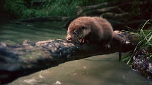 Tarka the Otter — foto 1