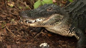 Secret Life of Predators — foto 3