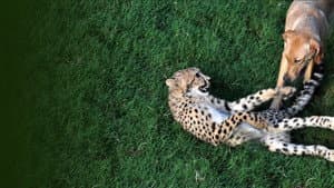Unlikely Animal Friends — foto 1