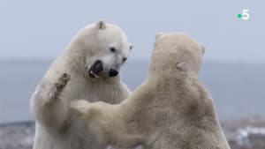Kingdom of the Polar Bears — foto 11