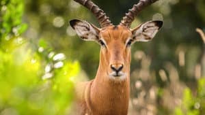 Secret Safari: Into the Wild — foto 3