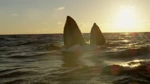 Ireland's Deep Atlantic — foto 2