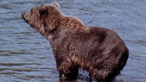 Hinterland Who's Who: Grizzly — foto 1