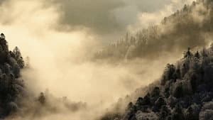 Le Chant des forêts — foto 5
