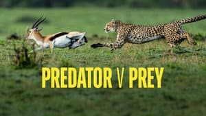 Predator v Prey — foto 4
