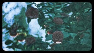 Flores (III) — foto 6