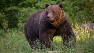 La Vie sauvage des Carpates — foto 1
