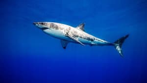 United Sharks of America — foto 3