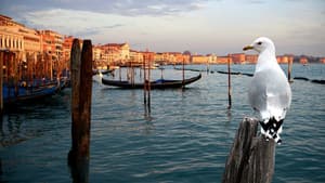 Wild Venice — foto 1