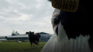 Cow — foto 3