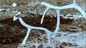 Netsilik Eskimo, II: At the Caribou Crossing Place — foto 6