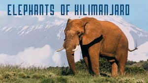 Elephants of Kilimanjaro — foto 1