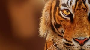 Crianza de tigres — foto 5