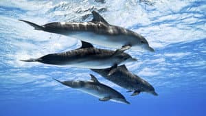 Dolphins: Spy in the Pod — foto 1