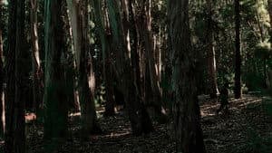 Onde dormen as gaivotas — foto 1