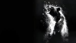 Oso intoxicado — foto 3