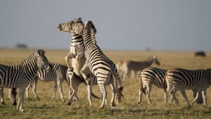 Nature: Great Zebra Exodus — foto 1