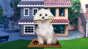 Barkitecture — foto 1