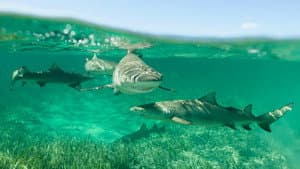 Shark Gangs — foto 2
