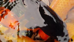 Pescados — foto 1