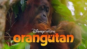 Orangutan — foto 1