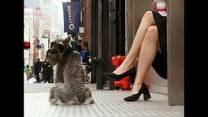 Walk Don't Walk — foto 1