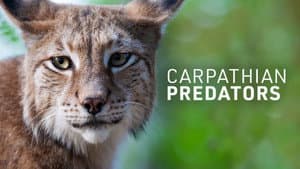 Carpathian Predators — foto 2