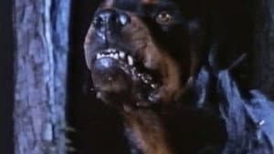 Dogs of Hell — foto 2