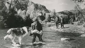 El mundo de Lassie — foto 1