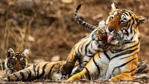 My Tiger Family — foto 1