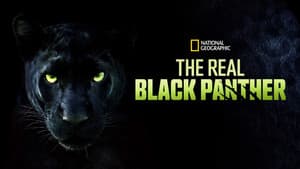 The Real Black Panther — foto 2