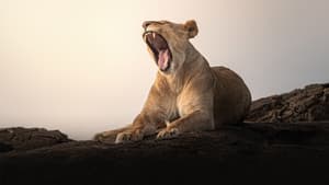 Lion Kingdom — foto 1