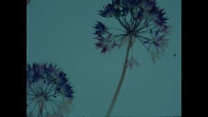 Herbaria — foto 2