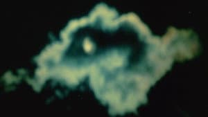 The Cat of the Worm's Green Realm — foto 1