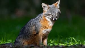 Le renard qui a sauvé son île — foto 1