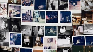 New York Cat Crisis — foto 2