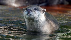 West Coast Otters — foto 1