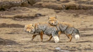 Les animaux des hauts plateaux tibétains — foto 1