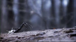 Feral — foto 5