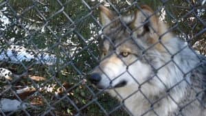 The First Canines — foto 3