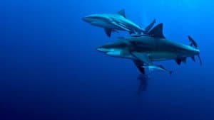 Secrets of the Bull Shark — foto 2