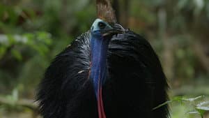 Dino Bird — foto 1