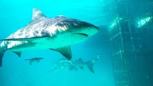 Shark Gangs — foto 4