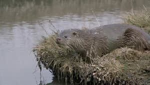 Tarka the Otter — foto 7