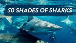 50 Shades of Sharks — foto 3