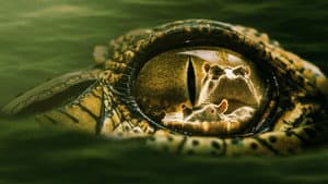 Hippo vs Croc — foto 1