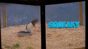 Squeaky the Rat — foto 1