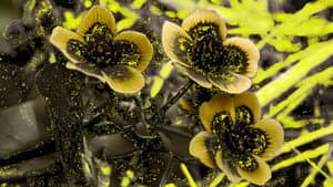 Caltha — foto 1