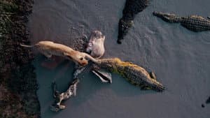 Katavi Africa's Fallen Paradise — foto 1