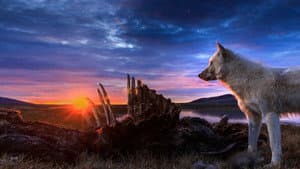 Kingdom of the White Wolf — foto 1